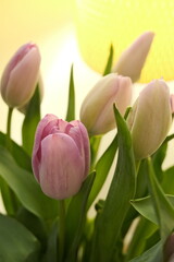 Fototapeta premium Tulips glowing in golden light 