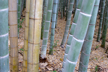 Fototapeta premium Arashiyama Bamboo Forest, Bamboo Grove Kyoto, Japan
