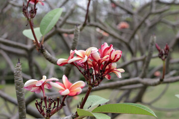 Plumeria or frangipani flower. Tropical tree