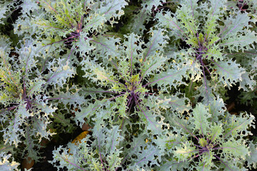 Red Russian Kale plants growing in a garden bed