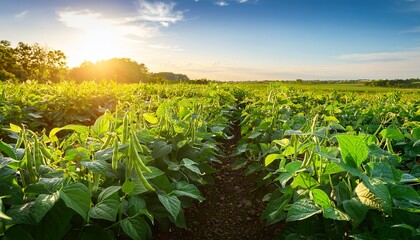 Green bean pods plantation String beans grow in a farmer's field