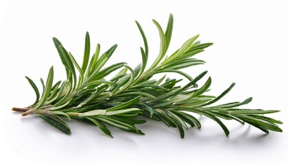 Fototapeta premium rosemary isolated on white bacground