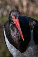 Black stork adult outdoors in nature.
