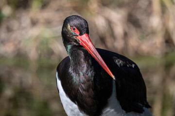 Black stork adult outdoors in nature.
