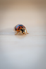 An orange ladybug beetle is climbing on a windowsill.
