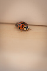 An orange ladybug beetle is climbing on a windowsill.
