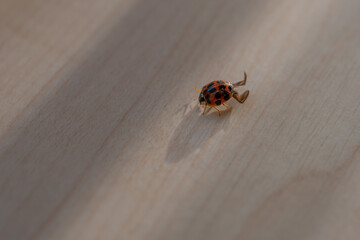An orange ladybug beetle is climbing on a windowsill.
