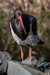 Black stork adult outdoors in nature.

