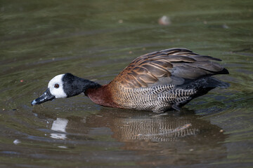 Widow goose adult bird in water.
