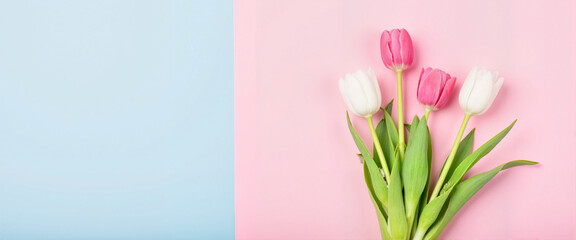 Fototapeta premium Colorful tulips arranged against a blue and pink background - 