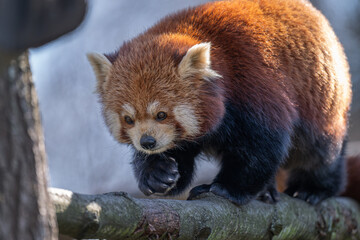 Obraz premium Red panda walking on a branch outdoors. 