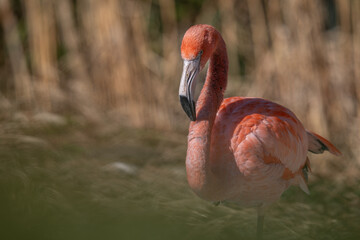 Flamingo cuban detail on the head.
