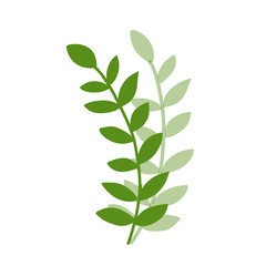 Fototapeta premium Green leaf with shadow 