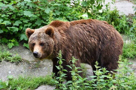 Niedźwiedź brunatny