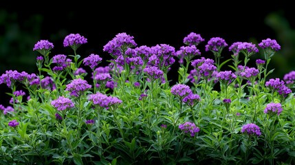 Fototapeta premium Purple Flowers Cluster In Garden