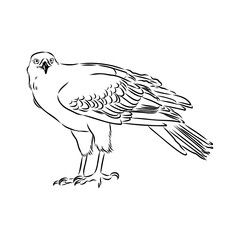 Brown hawk vector sketch Vintage eagle, great design for any purposes.