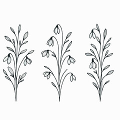 Set of outline snowdrops, leaves, doodle floral pattern. Hand drawn spring Botanical drawing. Detailed line art bluebell illustration. Simple Stylized, minimalist flowers. Elegant Black and White 
