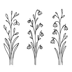 Set of outline snowdrops, leaves, doodle floral pattern. Hand drawn spring Botanical drawing. Detailed line art bluebell illustration. Simple Stylized, minimalist flowers. Elegant Black and White 
