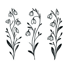 Set of outline snowdrops, leaves, doodle floral pattern. Hand drawn spring Botanical drawing. Detailed line art bluebell illustration. Simple Stylized, minimalist flowers. Elegant Black and White 
