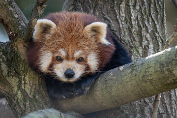 A red panda rests on a branch near a tree trunk.

