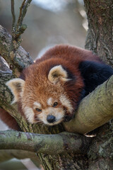 A red panda rests on a branch near a tree trunk.
