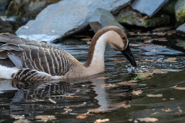 Goose swans on the surface of the lake.
