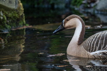 Goose swans on the surface of the lake.
