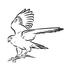 Brown hawk vector sketch Vintage eagle, great design for any purposes.