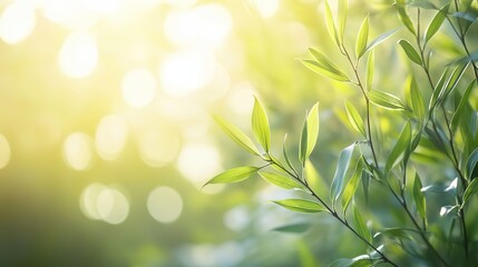 Delicate Willow Branches with Fresh Green Leaves, Soft Sunlight, Blurred Spring Blossoms, Serene Natural Scene
