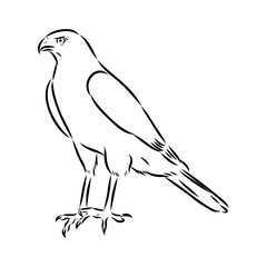 Brown hawk vector sketch Vintage eagle, great design for any purposes.