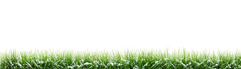Fototapeta premium fresh green grass with first or last snow remnants at bottom, isolated on white
