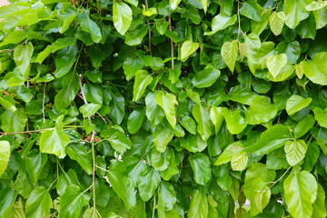 close-up of mulberry leaves on tree. mulberry tree for silk crawlers