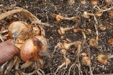 Close-up of a hand holding freshly harvested onions with a wicker basket and scattered onions in a garden bed.