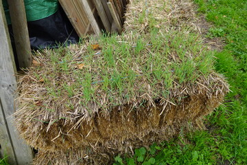 Stacked straw bales with growing grass near wooden fence