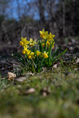 Yellow daffodil flowers on a plant in the lawn.
