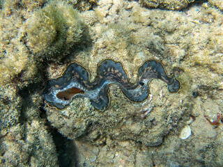 The maxima clam - (Tridacna maxima)
