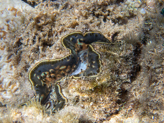 The maxima clam - (Tridacna maxima)