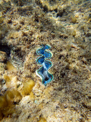 The maxima clam - (Tridacna maxima)