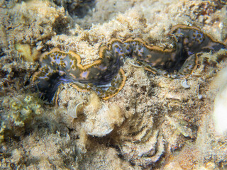 The maxima clam - (Tridacna maxima)