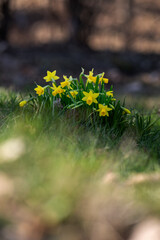 Yellow daffodil flowers on a plant in the lawn.
