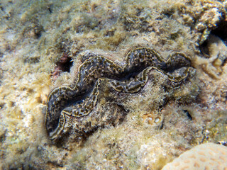 The maxima clam - (Tridacna maxima)