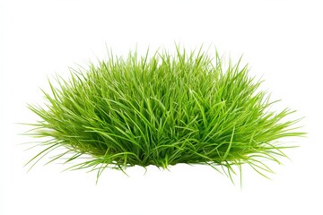 Fototapeta premium Clump of green grass