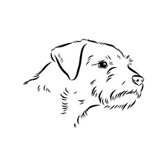 Border Terrier, dog head, vector illustration, black color, vector image