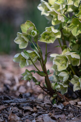 Green hellebore flowers on a plant.

