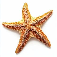Starfish on white background (1)