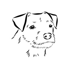 Border Terrier, dog head, vector illustration, black color, vector image