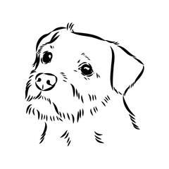 Border Terrier, dog head, vector illustration, black color, vector image