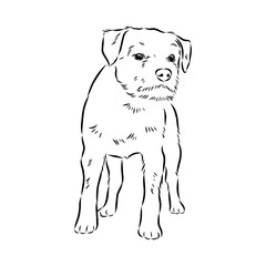 Naklejka premium Border Terrier, dog head, vector illustration, black color, vector image