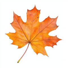Obraz premium Autumn maple leaf