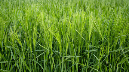 Close Up Lush Green Grass Field